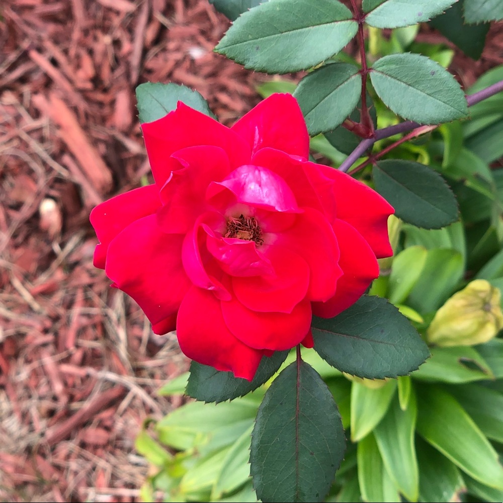 Meet your Posher, Sherry